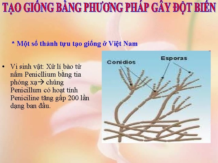 * Một số thành tựu tạo giống ở Việt Nam • Vi sinh vật: