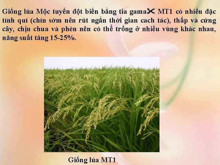 Giống lúa Mộc tuyền đột biến bằng tia gama MT 1 có nhiều đặc