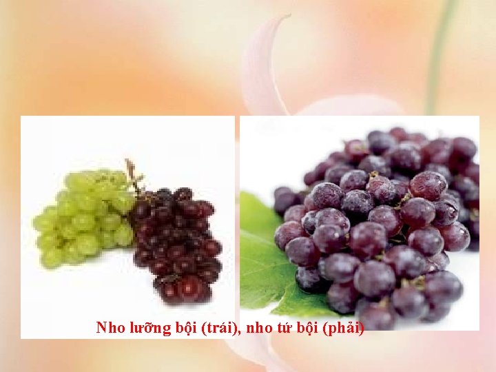 Nho lưỡng bội (trái), nho tứ bội (phải) 