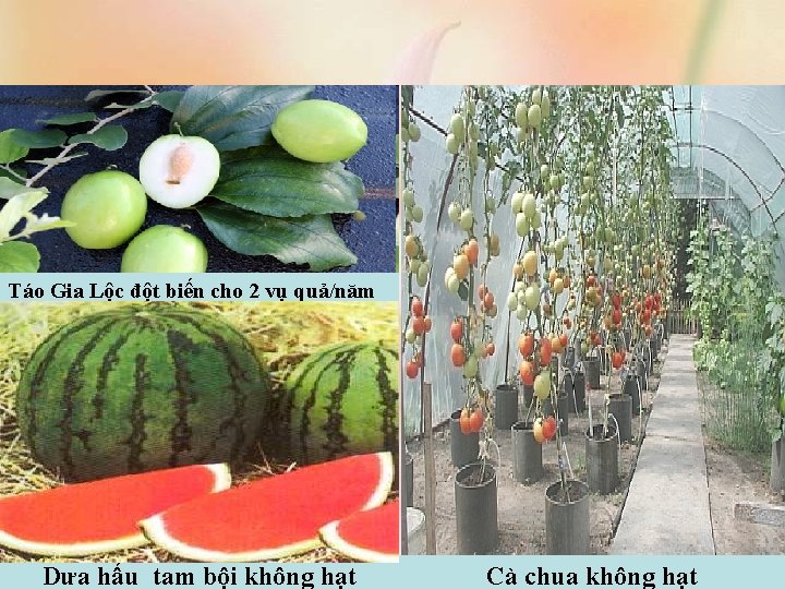 Táo Gia Lộc đột biến cho 2 vụ quả/năm Dưa hấu tam bội không