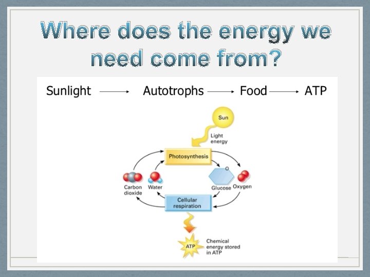 Where does the energy we need come from? 