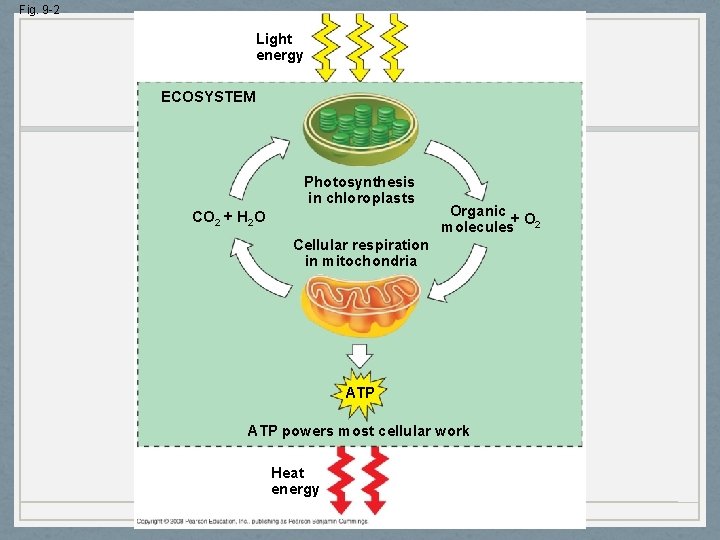 Fig. 9 -2 Light energy ECOSYSTEM Photosynthesis in chloroplasts CO 2 + H 2