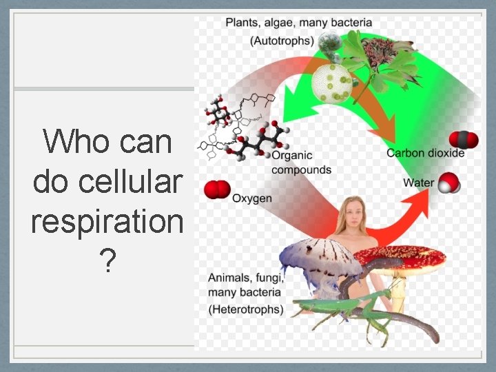 Who can do cellular respiration ? 