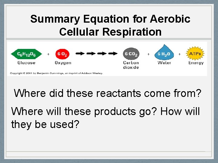 Summary Equation for Aerobic Cellular Respiration Where did these reactants come from? Where will
