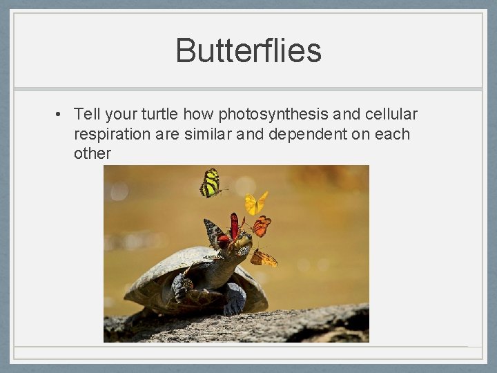 Butterflies • Tell your turtle how photosynthesis and cellular respiration are similar and dependent