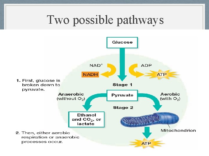 Two possible pathways 