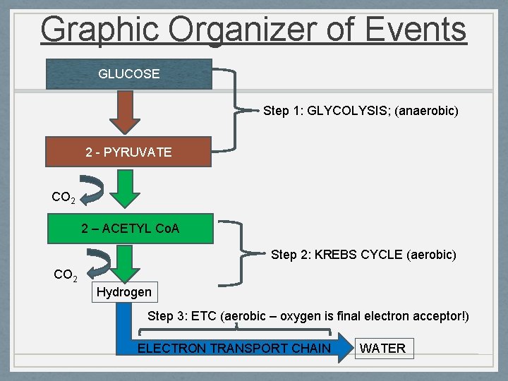 Graphic Organizer of Events GLUCOSE Step 1: GLYCOLYSIS; (anaerobic) 2 - PYRUVATE CO 2