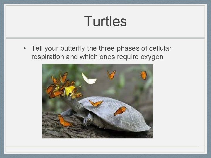 Turtles • Tell your butterfly the three phases of cellular respiration and which ones
