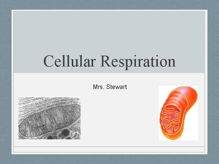 Cellular Respiration Mrs. Stewart 