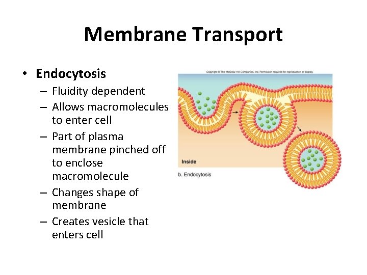 Membrane Transport • Endocytosis – Fluidity dependent – Allows macromolecules to enter cell –