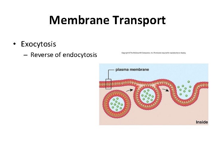 Membrane Transport • Exocytosis – Reverse of endocytosis 