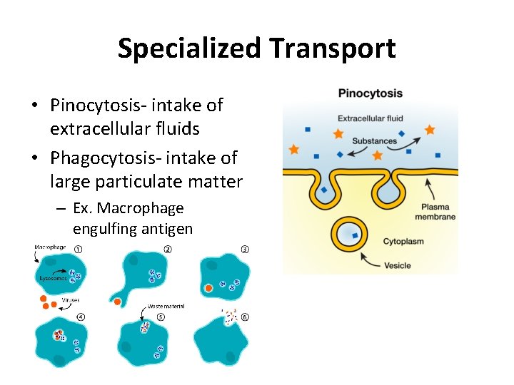 Specialized Transport • Pinocytosis- intake of extracellular fluids • Phagocytosis- intake of large particulate