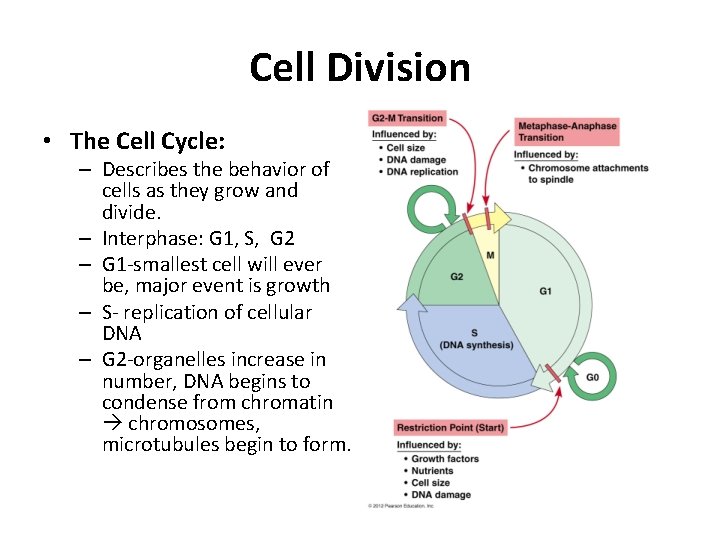 Cell Division • The Cell Cycle: – Describes the behavior of cells as they