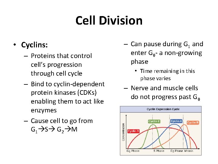 Cell Division • Cyclins: – Proteins that control cell’s progression through cell cycle –