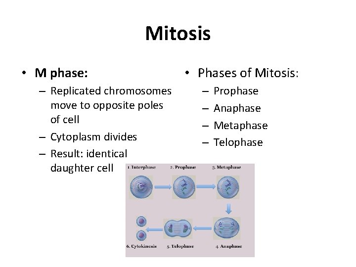 Mitosis • M phase: – Replicated chromosomes move to opposite poles of cell –