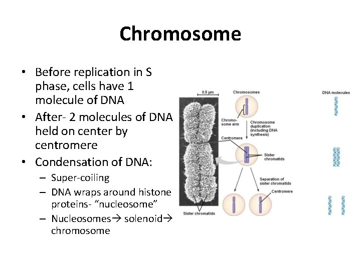 Chromosome • Before replication in S phase, cells have 1 molecule of DNA •