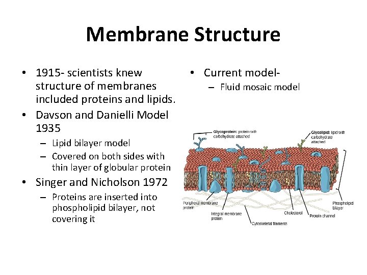 Membrane Structure • 1915 - scientists knew structure of membranes included proteins and lipids.