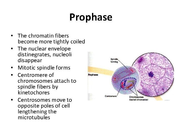 Prophase • The chromatin fibers become more tightly coiled • The nuclear envelope distinegrates,