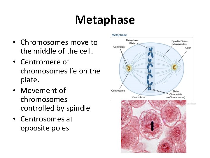 Metaphase • Chromosomes move to the middle of the cell. • Centromere of chromosomes