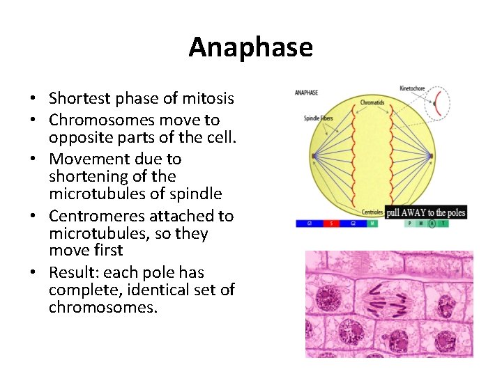Anaphase • Shortest phase of mitosis • Chromosomes move to opposite parts of the