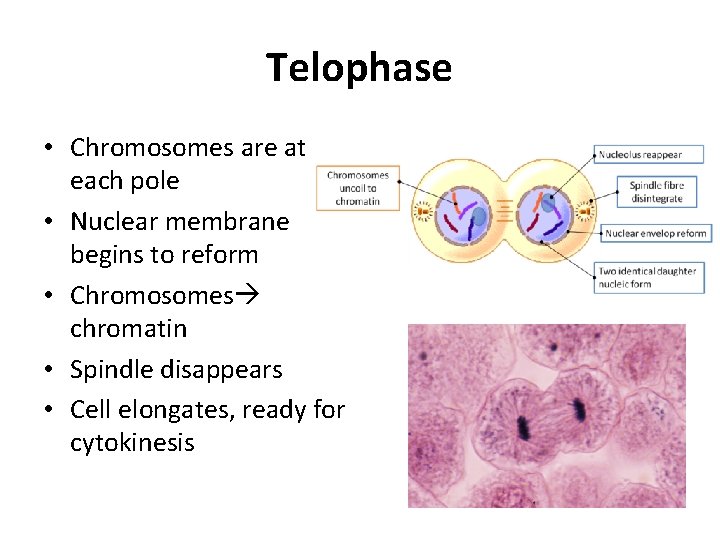 Telophase • Chromosomes are at each pole • Nuclear membrane begins to reform •