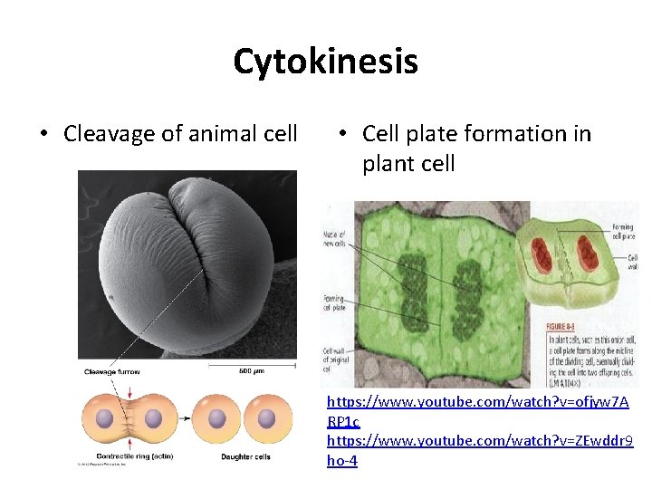 Cytokinesis • Cleavage of animal cell • Cell plate formation in plant cell https: