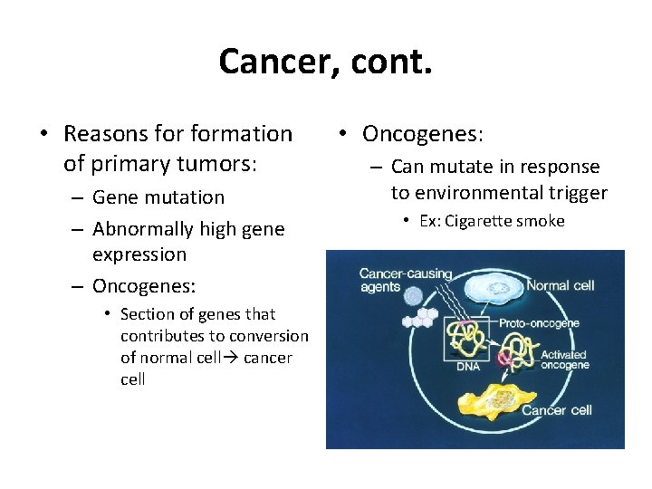 Cancer, cont. • Reasons formation of primary tumors: – Gene mutation – Abnormally high