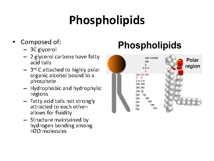 Phospholipids • Composed of: – 3 C glycerol – 2 glycerol carbons have fatty