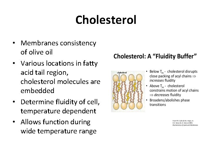 Cholesterol • Membranes consistency of olive oil • Various locations in fatty acid tail