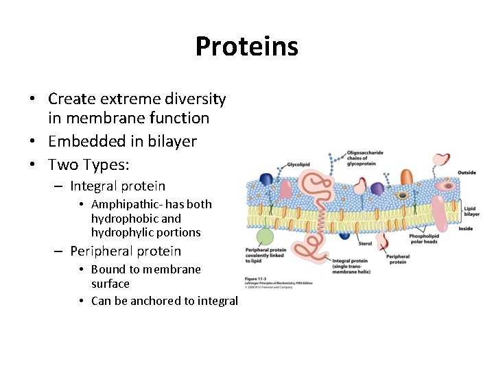 Proteins • Create extreme diversity in membrane function • Embedded in bilayer • Two