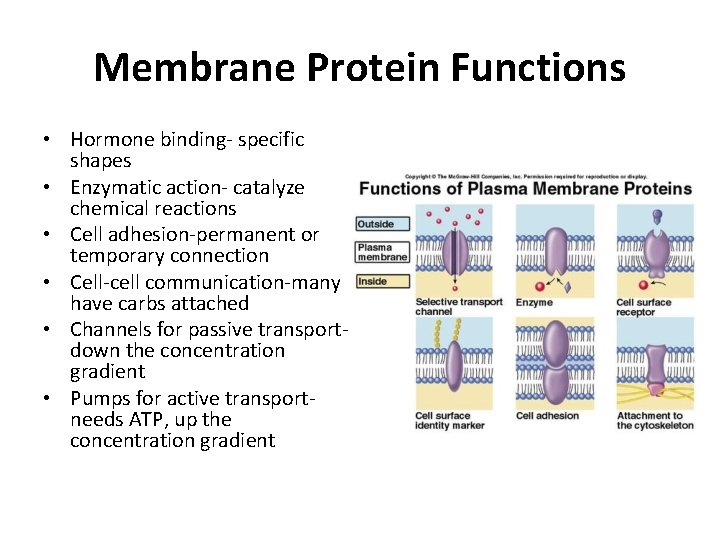 Membrane Protein Functions • Hormone binding- specific shapes • Enzymatic action- catalyze chemical reactions