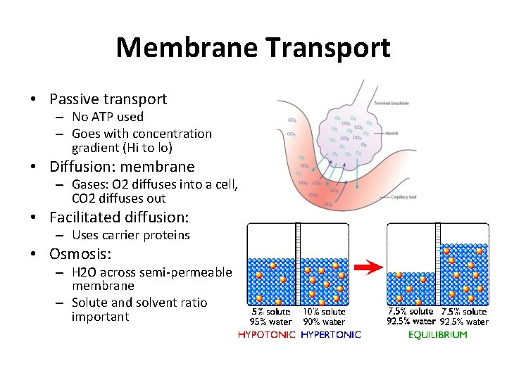 Membrane Transport • Passive transport – No ATP used – Goes with concentration gradient