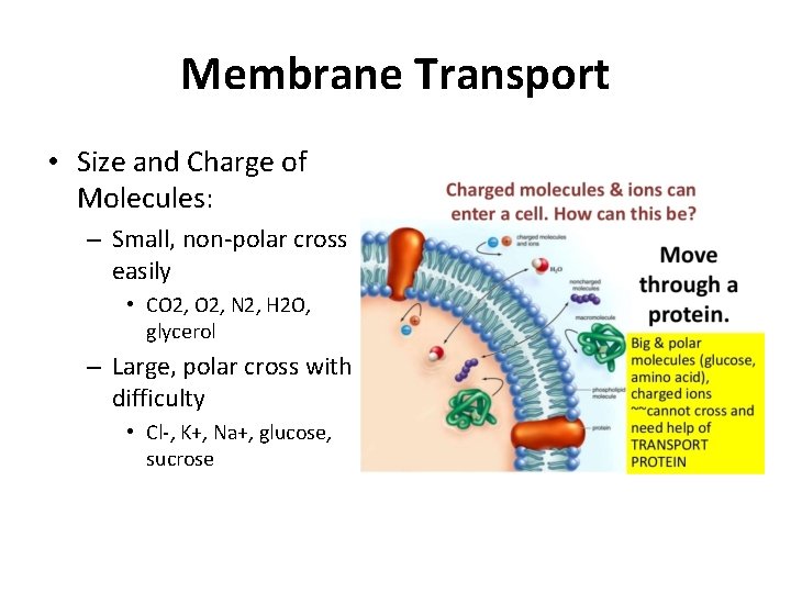 Membrane Transport • Size and Charge of Molecules: – Small, non-polar cross easily •