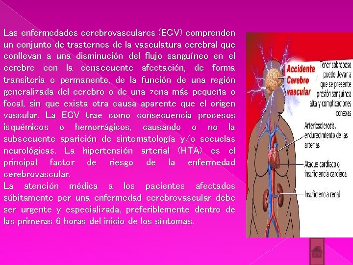 Las enfermedades cerebrovasculares (ECV) comprenden un conjunto de trastornos de la vasculatura cerebral que