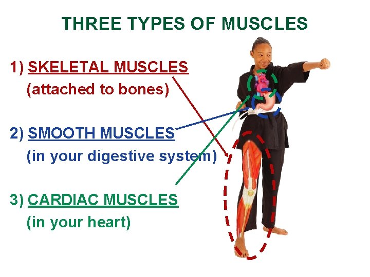 THREE TYPES OF MUSCLES 1) SKELETAL MUSCLES (attached to bones) 2) SMOOTH MUSCLES (in