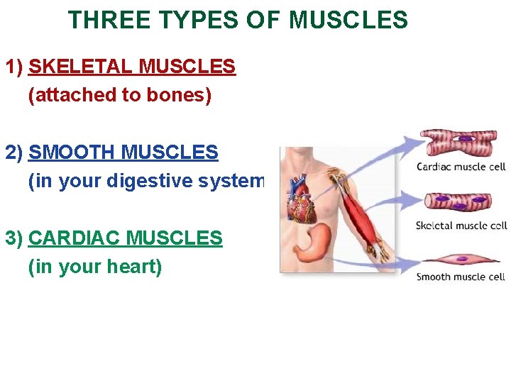 THREE TYPES OF MUSCLES 1) SKELETAL MUSCLES (attached to bones) 2) SMOOTH MUSCLES (in