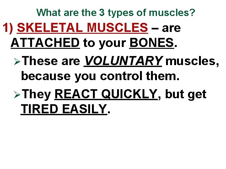 What are the 3 types of muscles? 1) SKELETAL MUSCLES – are ATTACHED to