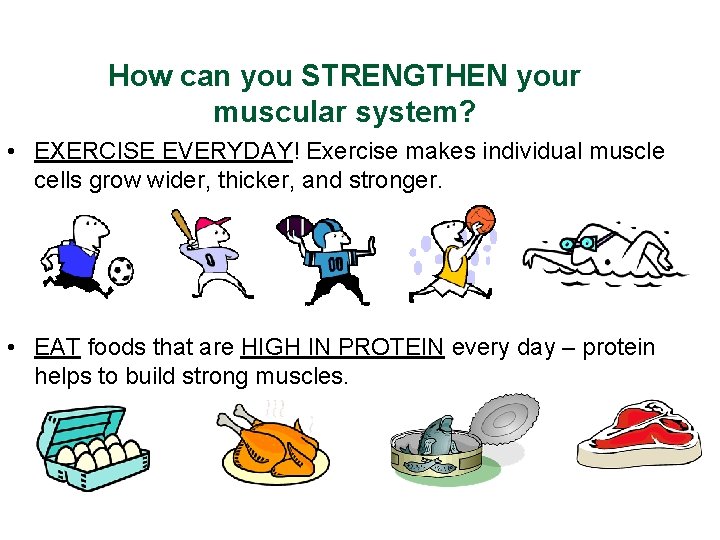 How can you STRENGTHEN your muscular system? • EXERCISE EVERYDAY! Exercise makes individual muscle