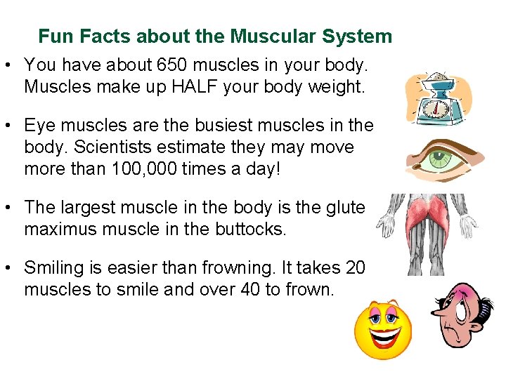 Fun Facts about the Muscular System • You have about 650 muscles in your