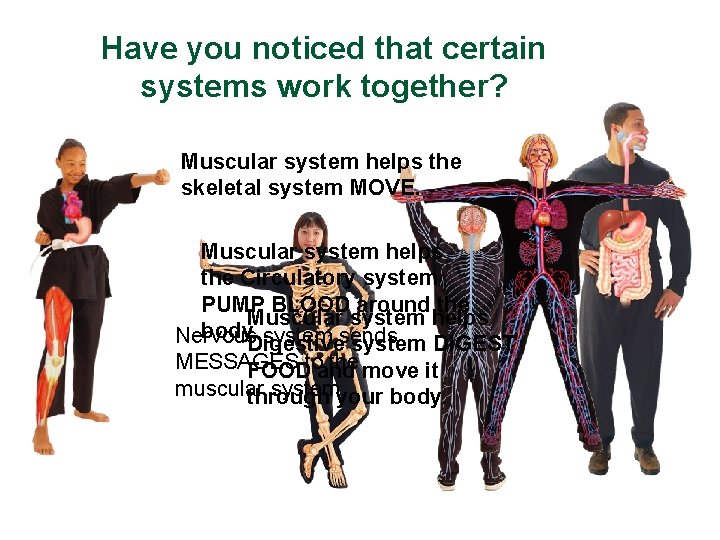 Have you noticed that certain systems work together? Muscular system helps the skeletal system