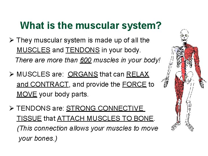 What is the muscular system? Ø They muscular system is made up of all