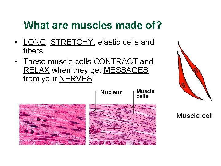 What are muscles made of? • LONG, STRETCHY, elastic cells and fibers • These