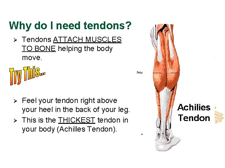 Why do I need tendons? Ø Tendons ATTACH MUSCLES TO BONE helping the body