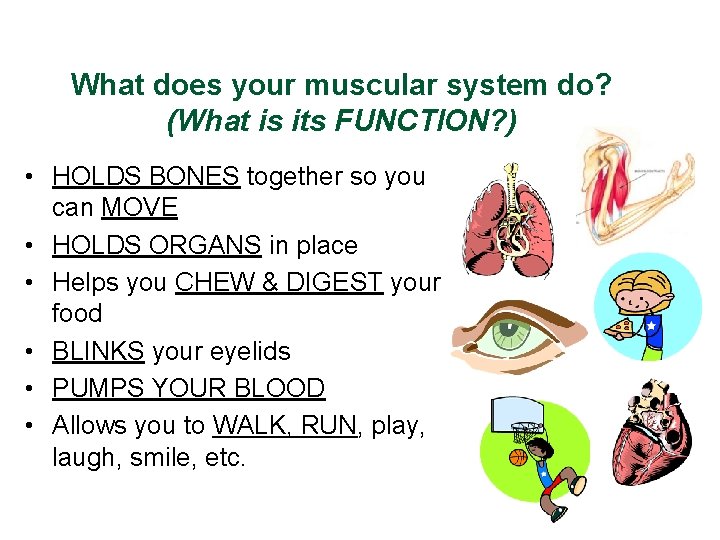 What does your muscular system do? (What is its FUNCTION? ) • HOLDS BONES