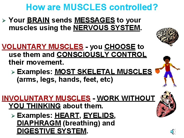 How are MUSCLES controlled? Ø Your BRAIN sends MESSAGES to your muscles using the