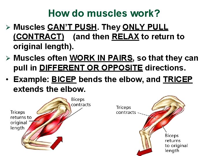 How do muscles work? Muscles CAN’T PUSH. They ONLY PULL (CONTRACT) (and then RELAX