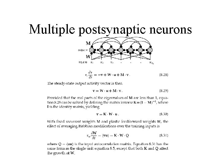 Multiple postsynaptic neurons 