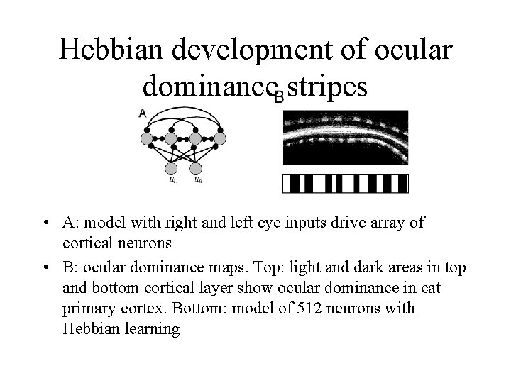 Hebbian development of ocular dominance stripes • A: model with right and left eye