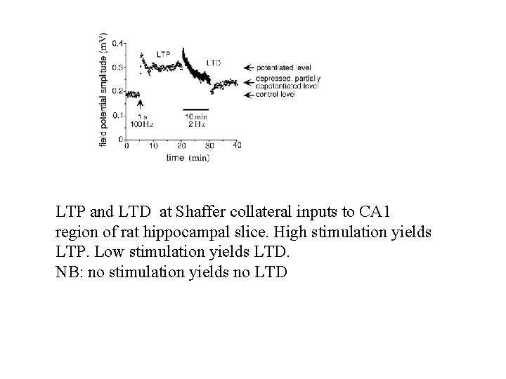 LTP and LTD at Shaffer collateral inputs to CA 1 region of rat hippocampal