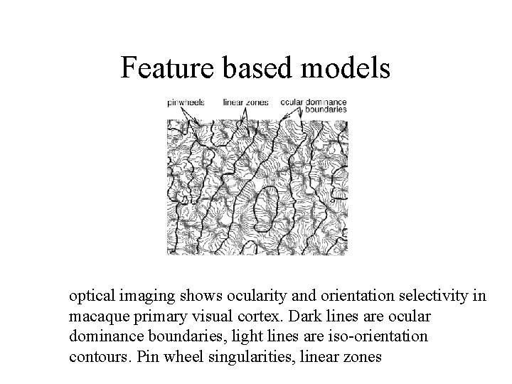 Feature based models optical imaging shows ocularity and orientation selectivity in macaque primary visual
